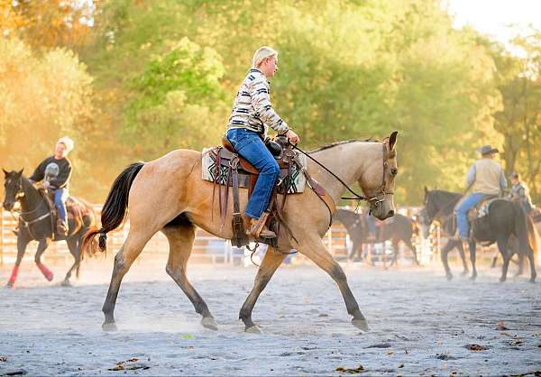 ranch-work-quarter-horse