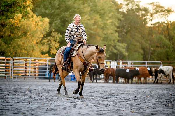 ridden-english-quarter-horse