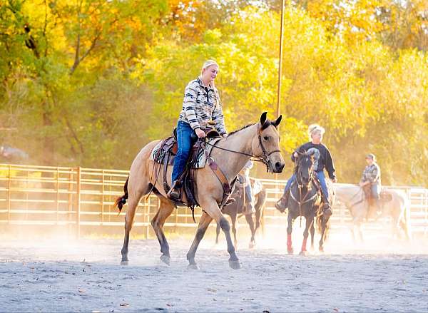 ridden-western-quarter-horse