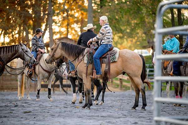 rodeo-quarter-horse