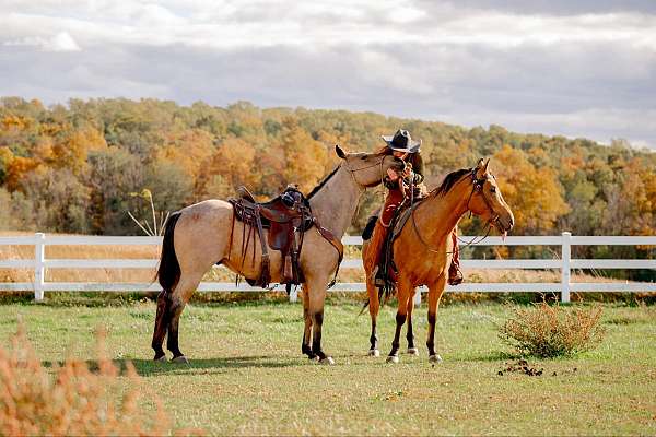 roping-quarter-horse