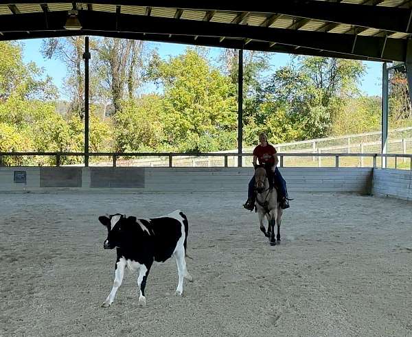 team-penning-quarter-horse