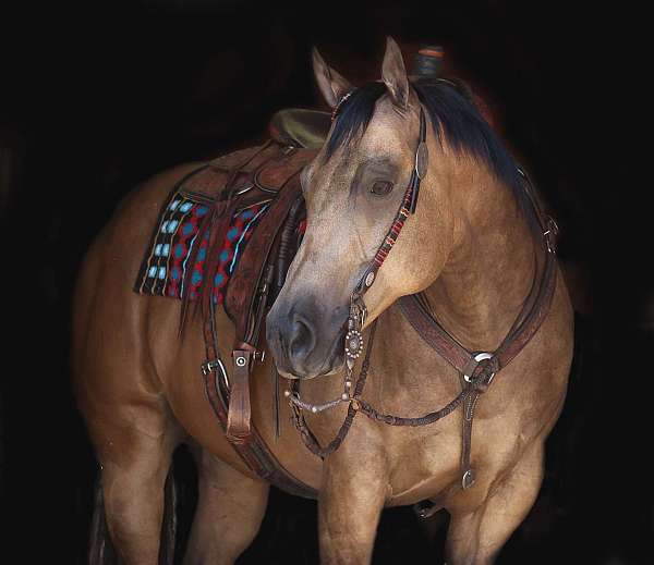 calf-roping-quarter-horse