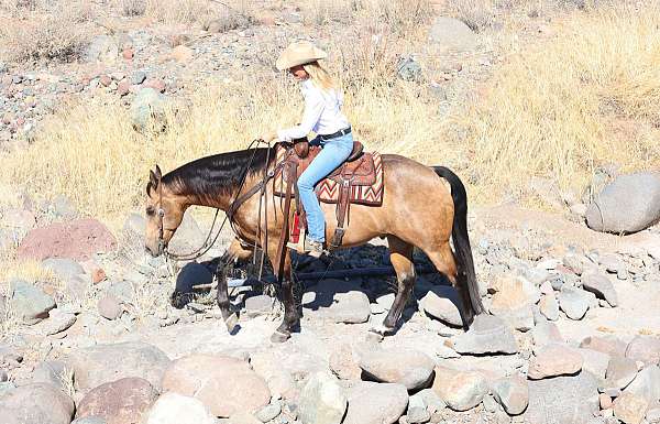 ranch-versatility-quarter-horse