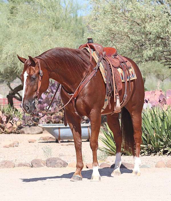 calf-roping-quarter-horse