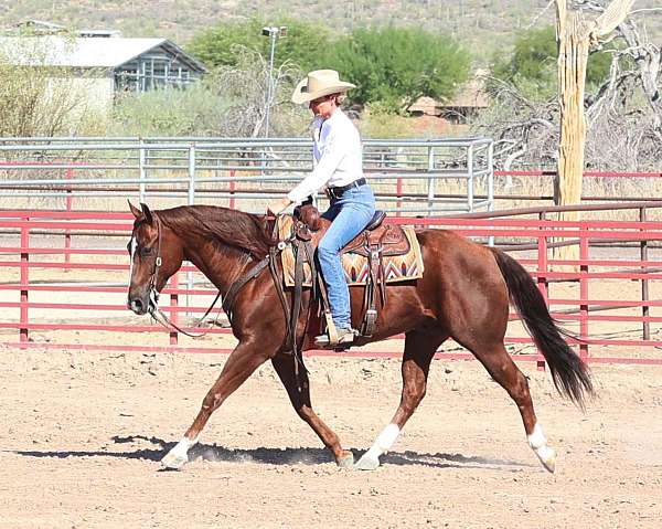 husband-safe-quarter-horse