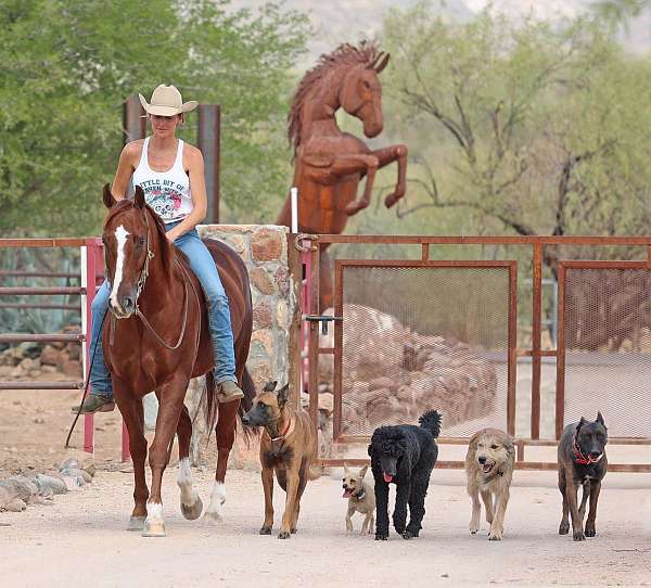 ranch-versatility-quarter-horse