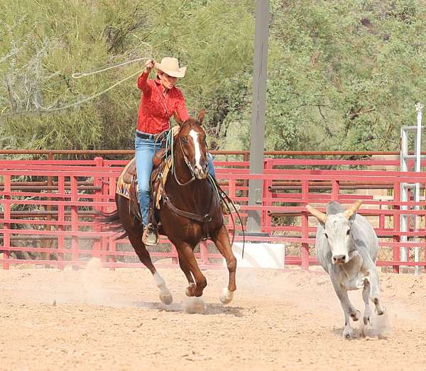 ranch-work-quarter-horse