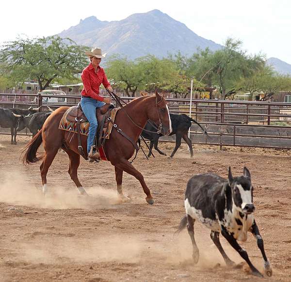 ridden-english-quarter-horse