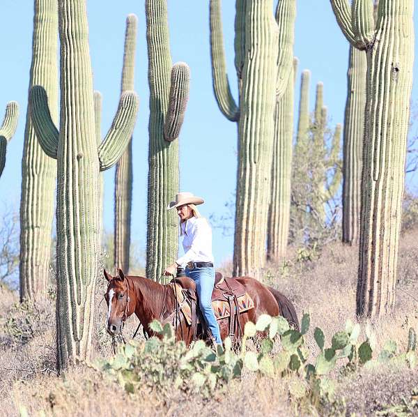 ridden-western-quarter-horse