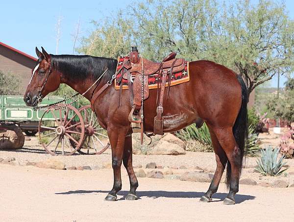 calf-roping-paint-pony