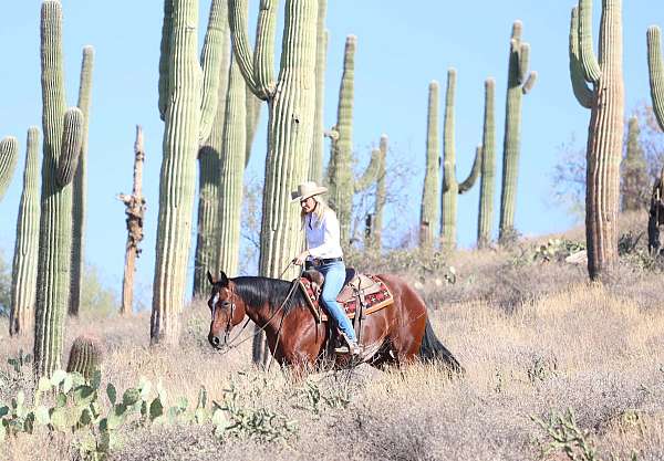 ranch-versatility-paint-pony