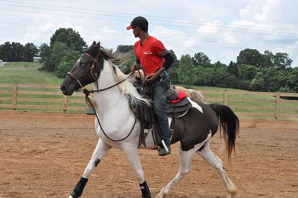 neck-rein-saddlebred-horse