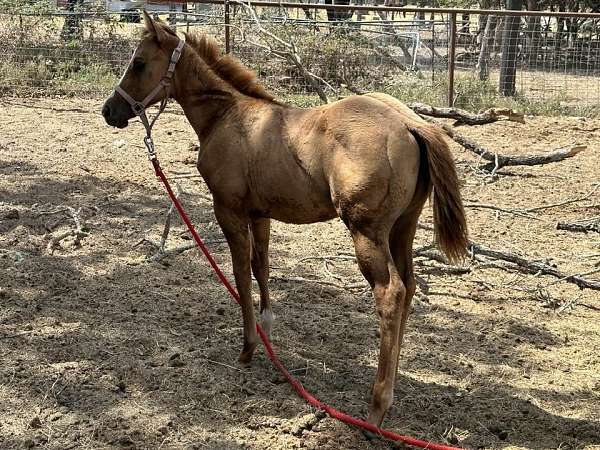 dun-red-dun-aqha-filly-mare