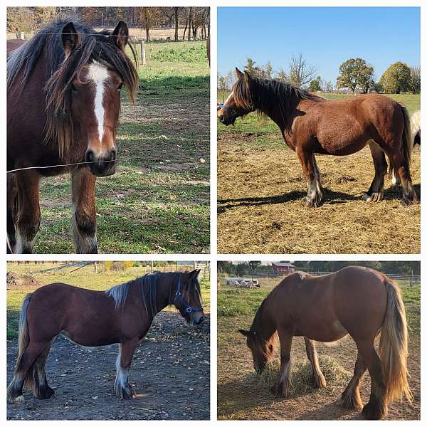 gypsy-vanner-mare