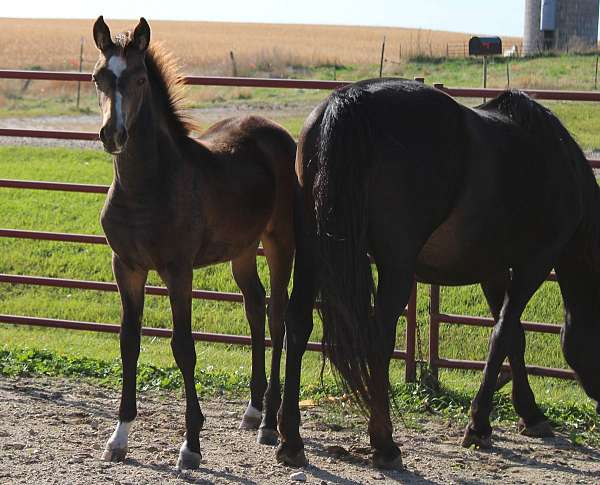 collection-morgan-horse