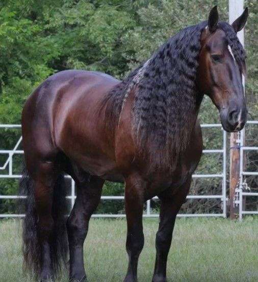 call-today-friesian-horse