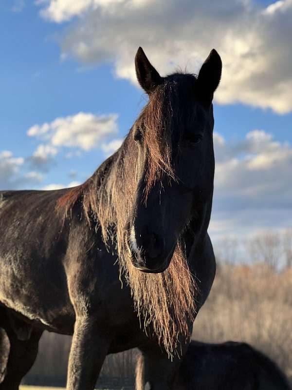 lease-to-own-friesian-horse