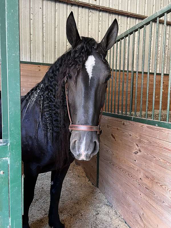 action-friesian-horse