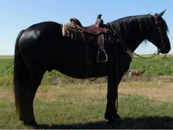 call-today-draft-horse