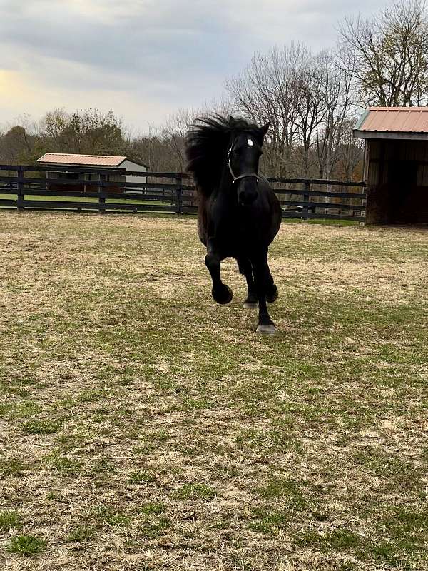 fresian-draft-horse