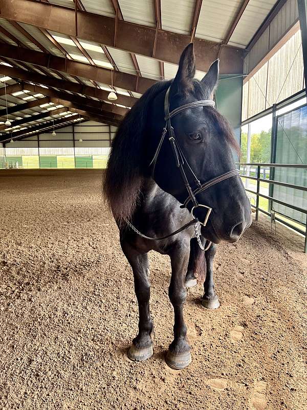 rare-find-draft-horse