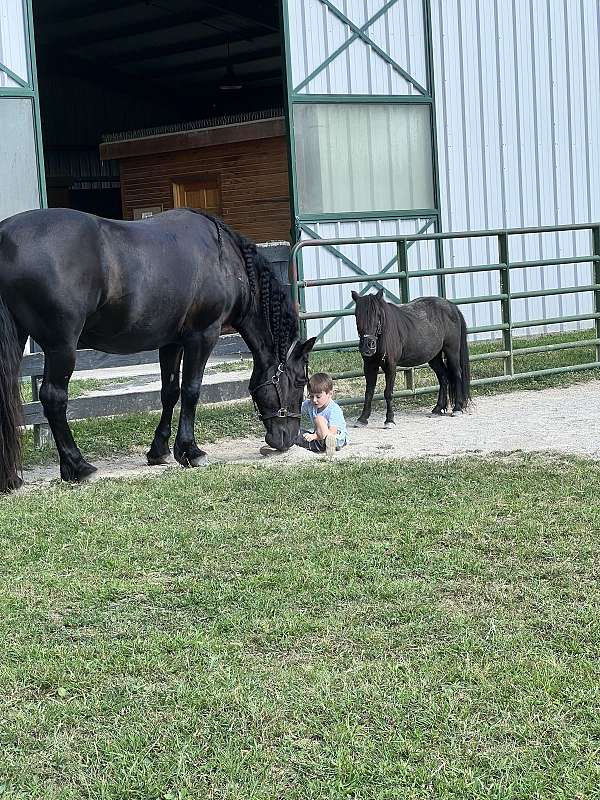 responds-draft-horse