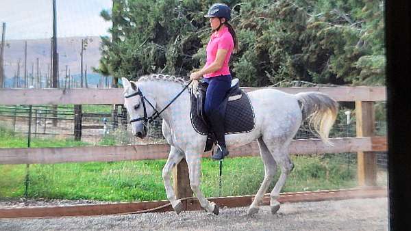 working-equitation-arabian-pony