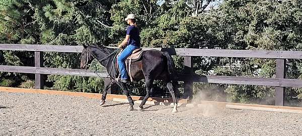 hunt-seat-equitation-quarter-horse