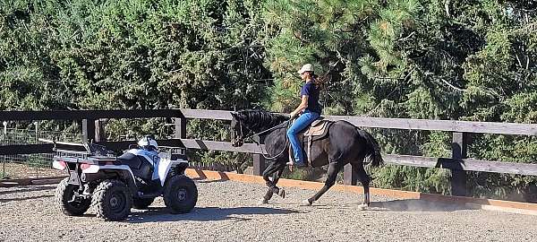 natural-horsemanship-training-quarter-horse