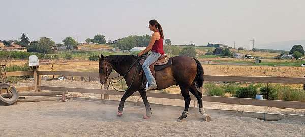 pony-club-quarter-horse