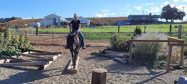 ranch-quarter-horse