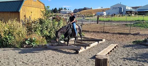 showmanship-quarter-horse