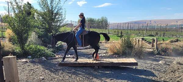 trail-quarter-horse