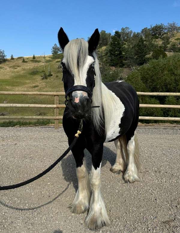 companion-gypsy-vanner-horse