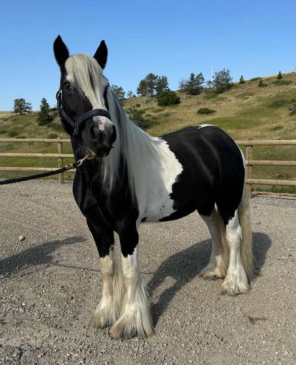 homozygous-tobiano-gypsy-vanner-horse