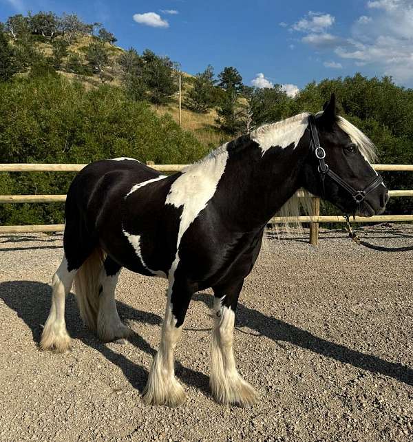 homozygous-tobiano-mare