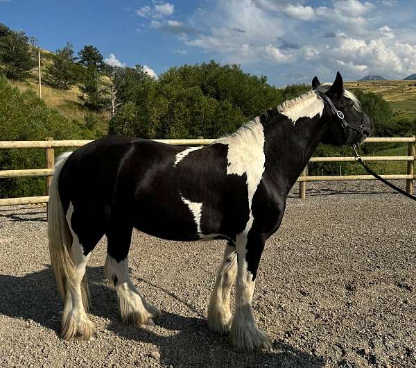 blue-eyed-horse