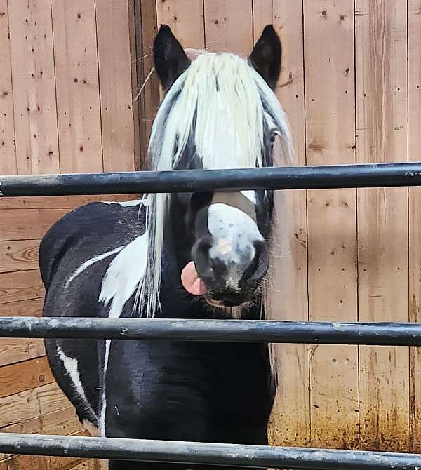 blue-eyed-gypsy-vanner-horse