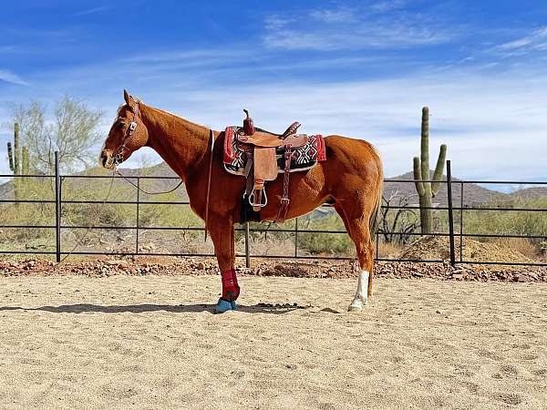 palomino-quarter-horse-gelding