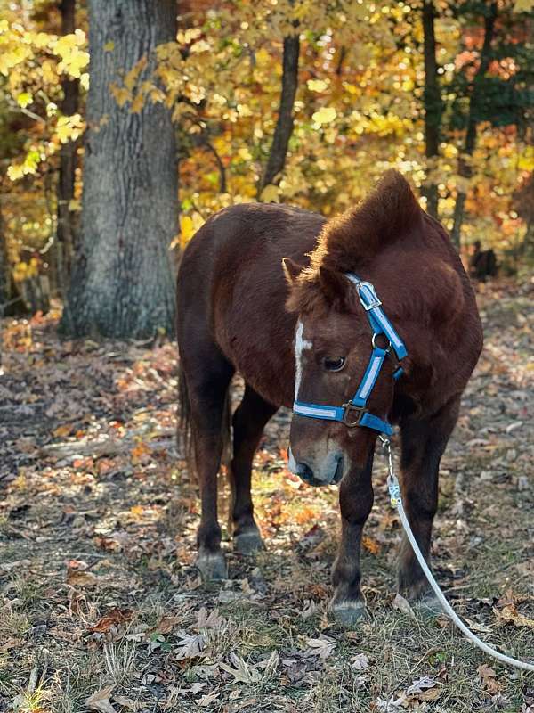 9-hand-miniature-gelding