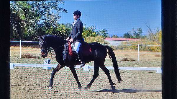 all-around-friesian-horse