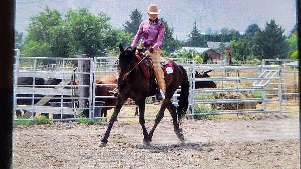 english-pleasure-friesian-horse