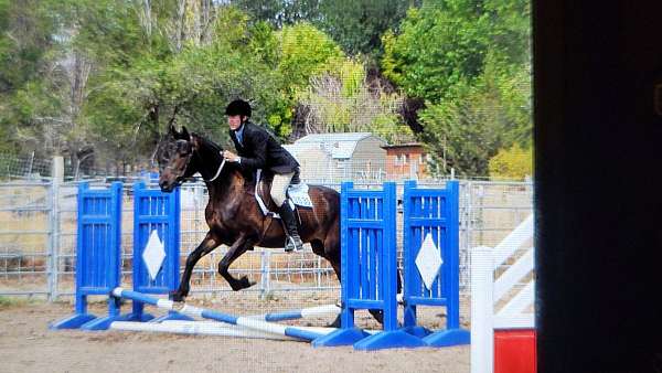 equitation-friesian-horse