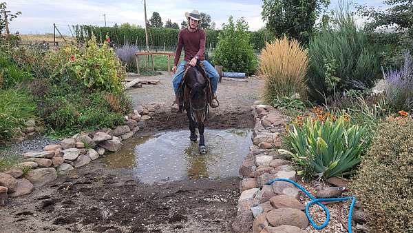 eventing-friesian-horse