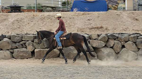 halter-friesian-horse