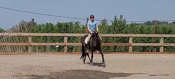 hunt-seat-equitation-friesian-horse