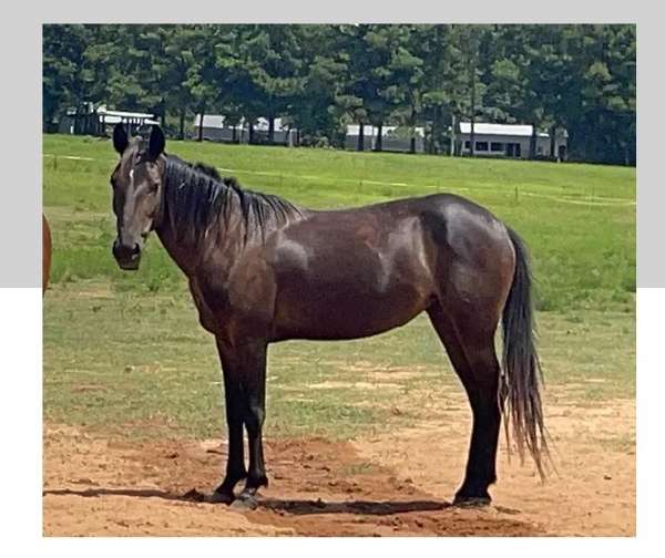 archery-mustang-horse