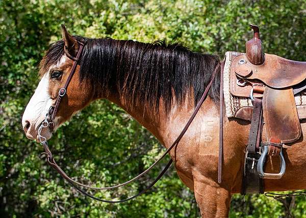 bay-roan-bald-face-4-socks-pony