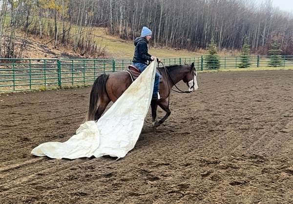 bay-roan-blue-eyed-pony